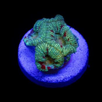 Green Red Acan Frag