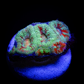 Green Red Acan Frag