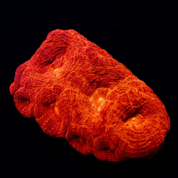 4x2 Acanthastrea Bowerbanki - Australia Red fire
