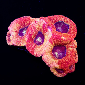 3,5x2,5 Acanthastrea Bowerbanki - Ultra orange/purple eyes