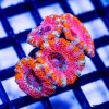 Purple Red Pink Acan Frag
