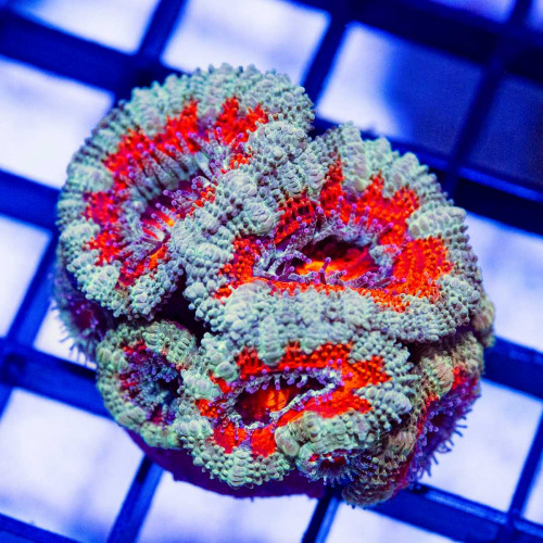 Colored Contrast Acan Frag