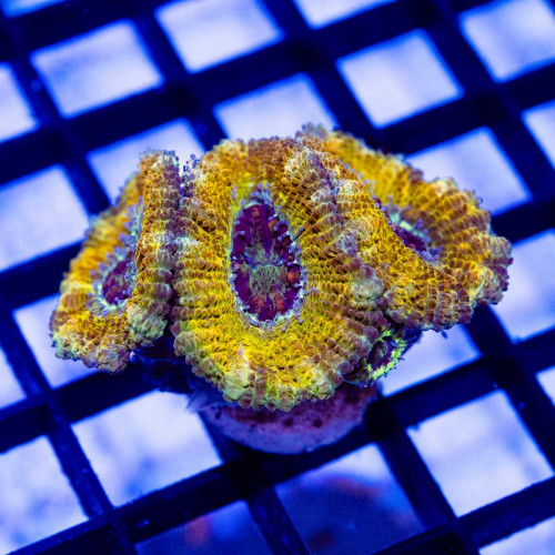 Super Ultra Orange Rainbow Acan Frag