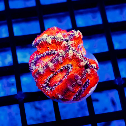 Red Big Acan Frag