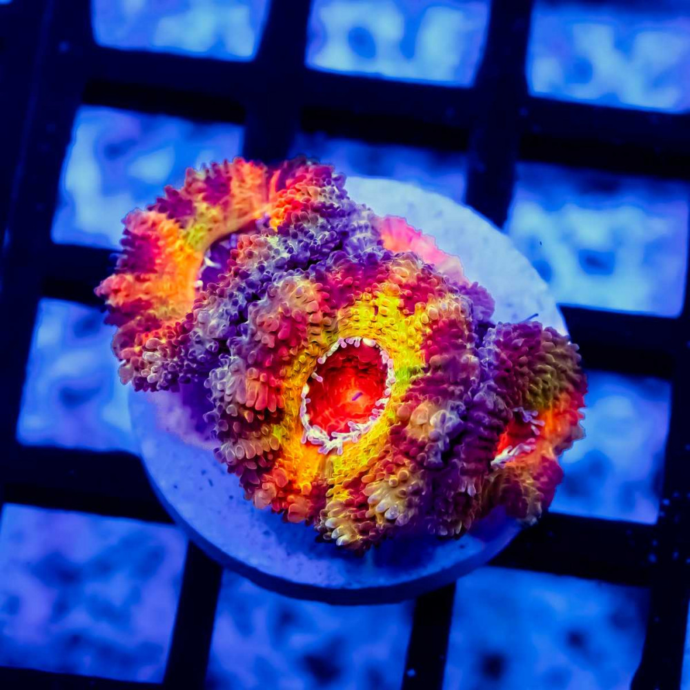 RAR Eight Colors Rainbow Acan Frag. 4 heads