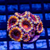 Rainbow Acan Frag