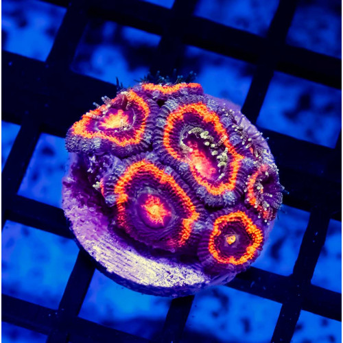 Acan Frag