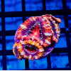 Acan Frag