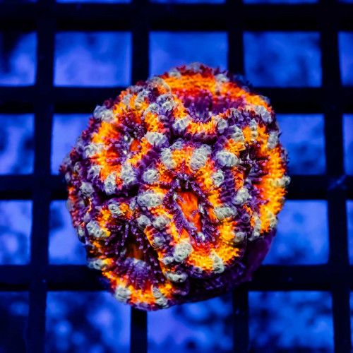 Acan Frag