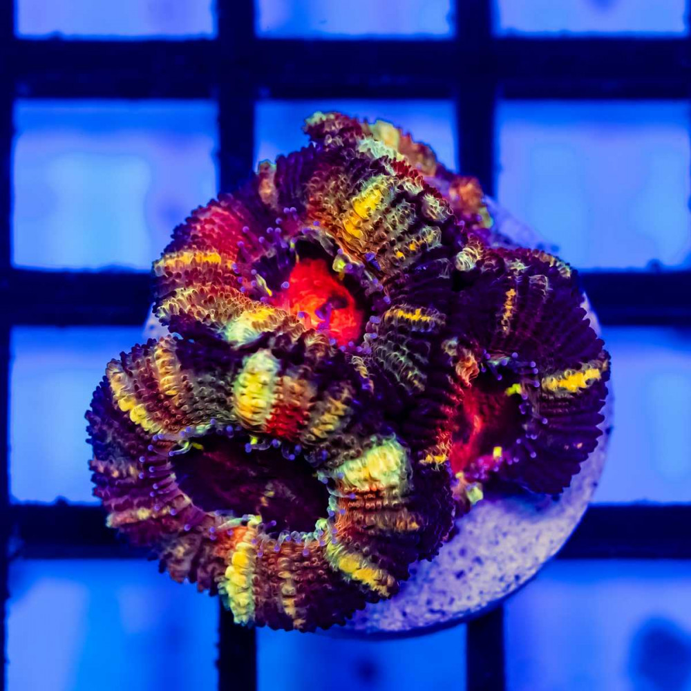 RAR Acan Frag