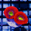 RAR Acan Frag