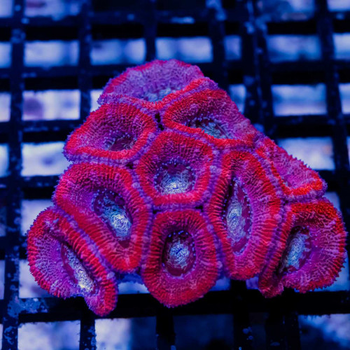 Acan Colony