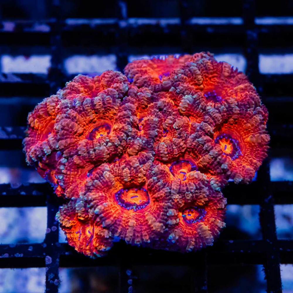 Acan Mini Colony