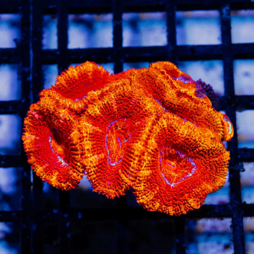 Acan Mini Colony