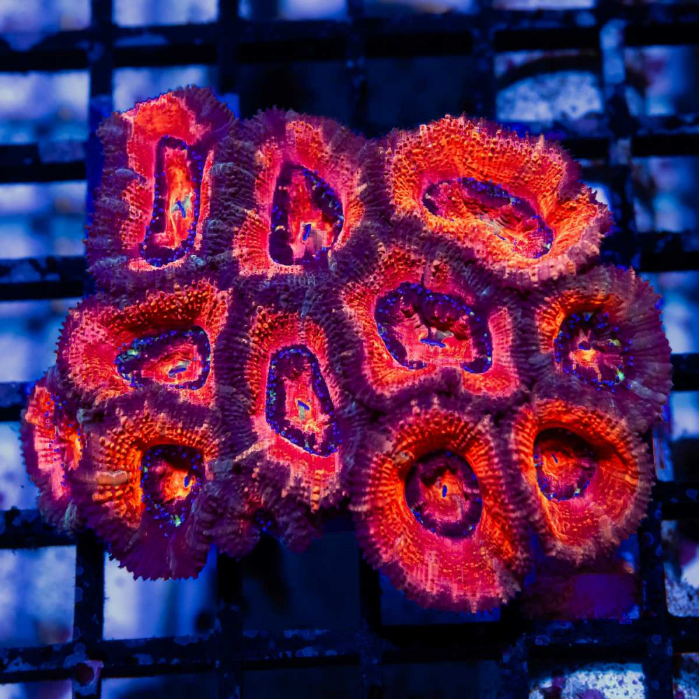 Acan Colony