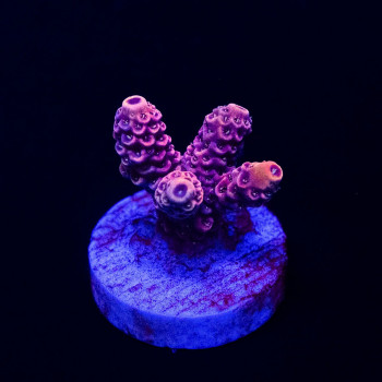 Mille Pink Bright Acro Frag
