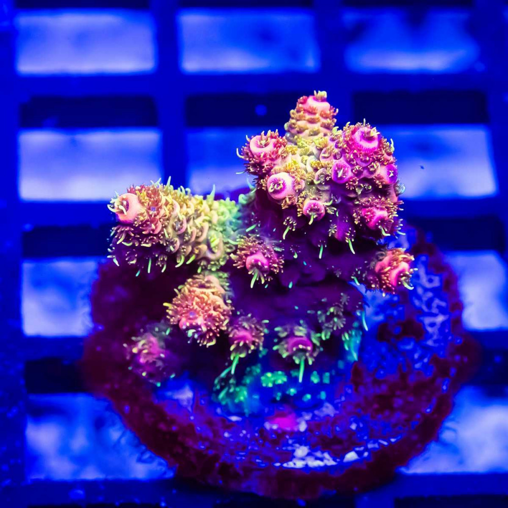 25 Acro Frag