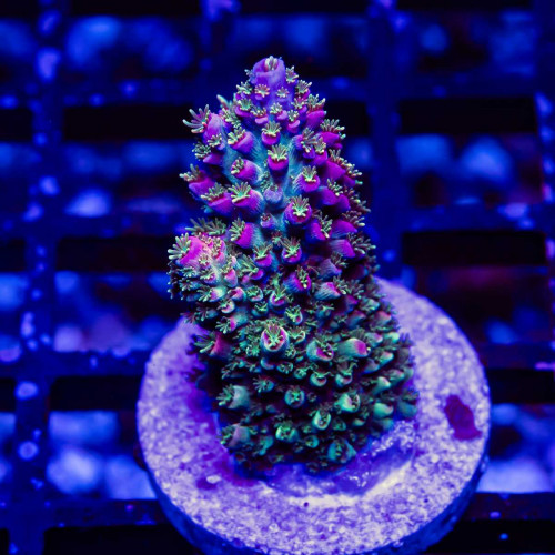 29 Acro Frag