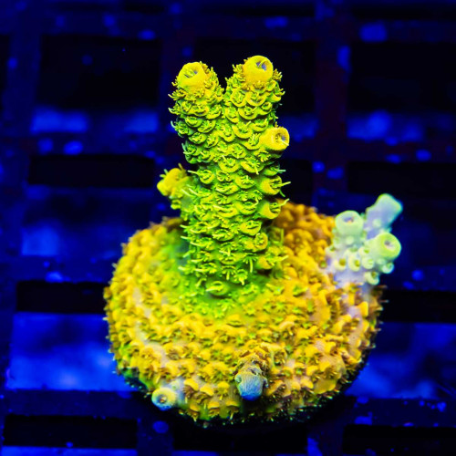 72 Acro Frag