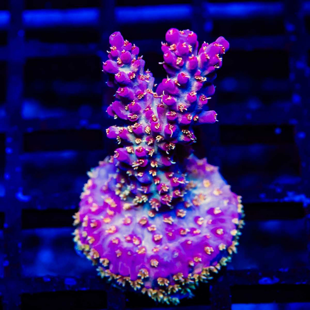 53 Acro Frag