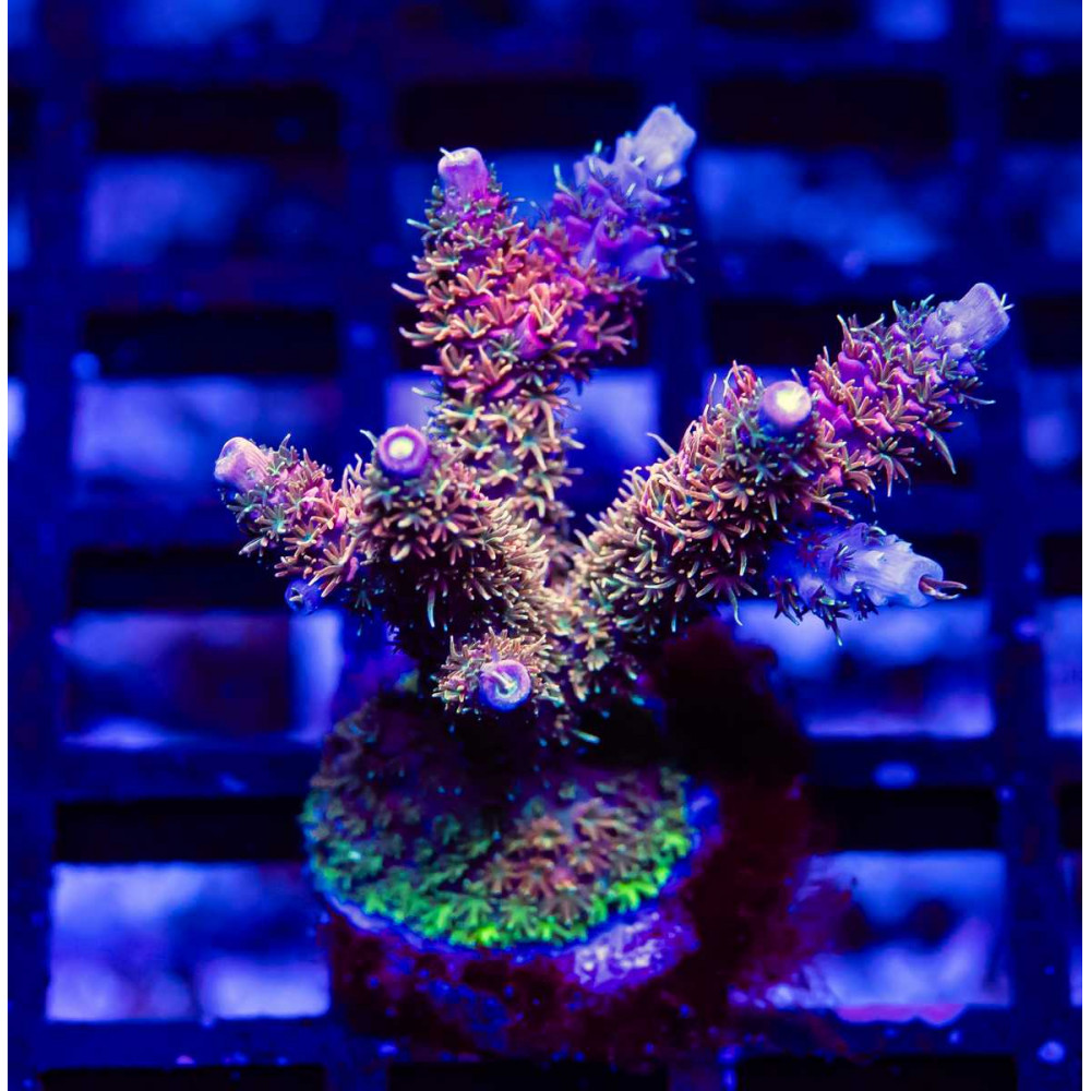 36 Acro Frag