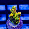 80 Acro Frag