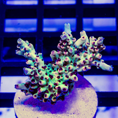 186 Acro Frag