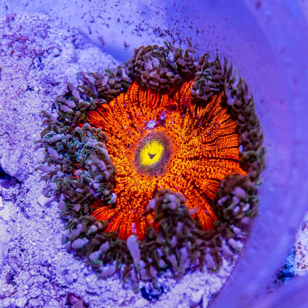 Rock Flower Anemone (Domestic)