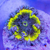 Rock Flower Anemone (Domestic)