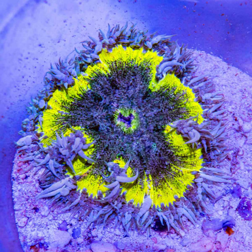 Rock Flower Anemone (Domestic)