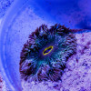 Rock Flower Anemone (Domestic)