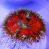 Rock Flower Anemone (Domestic)