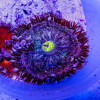 Rock Flower Anemone (Domestic)