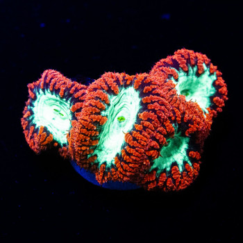 Blastomussa ultra grade red/toxic green 4 polyps