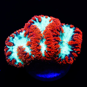 Blastomussa ultra grade red/toxic green 4 polyps