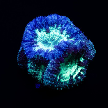 Blasto Garden blue/green 8 polyps