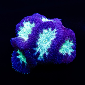 Blasto Garden deep blue/green 8 polyps