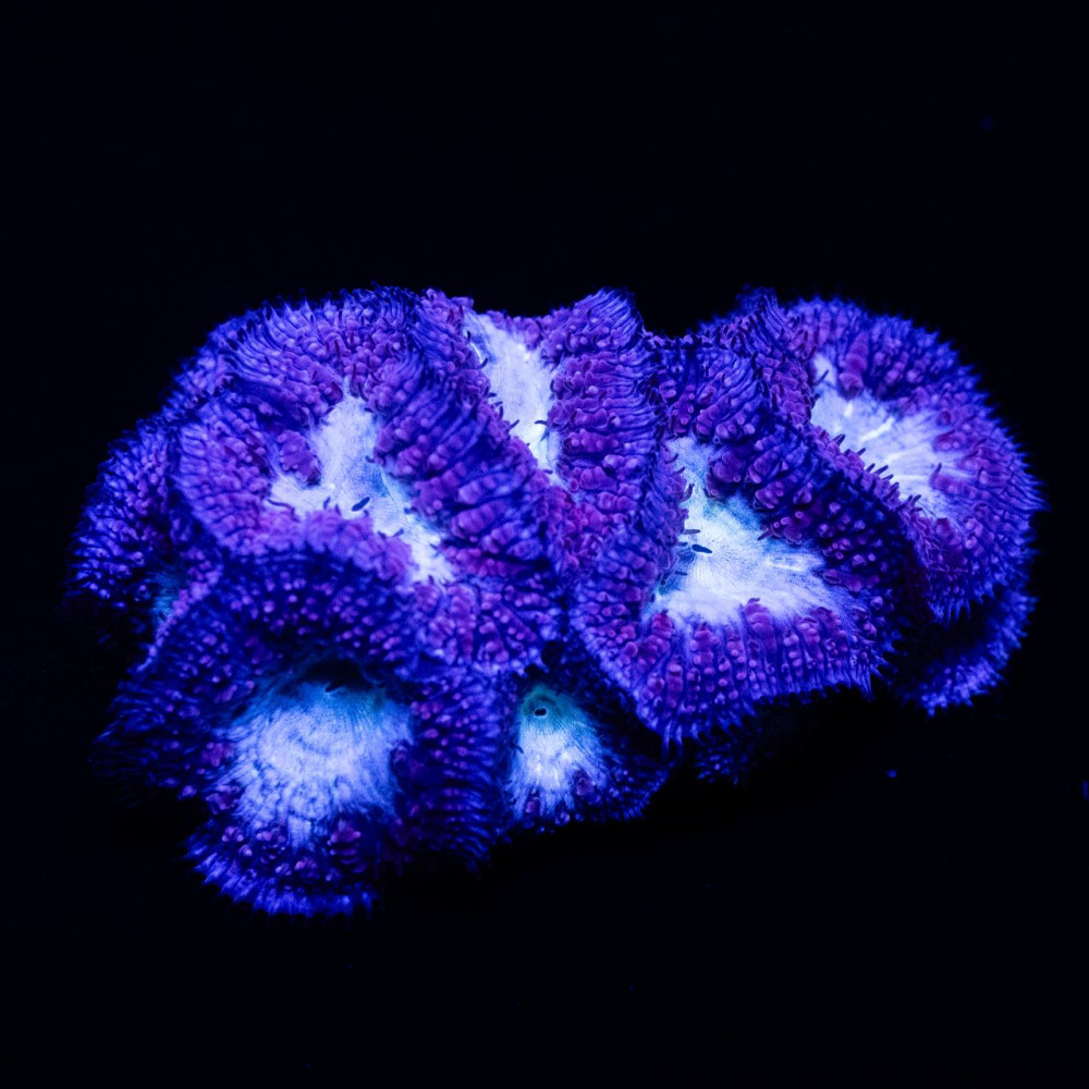 Blastomussa blue/green mini colony