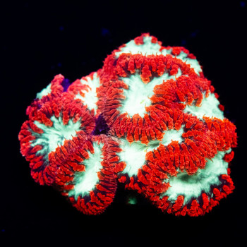 Blastomussa ultra grade red/toxic green mini colony 