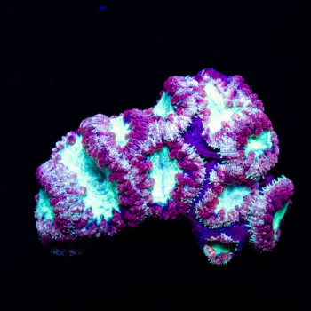 Blastomussa unique purple/gold rim