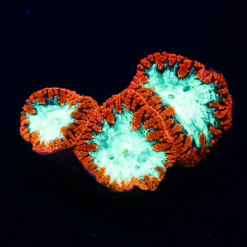 Blastomussa ultra grade red/toxic green 3 polyps