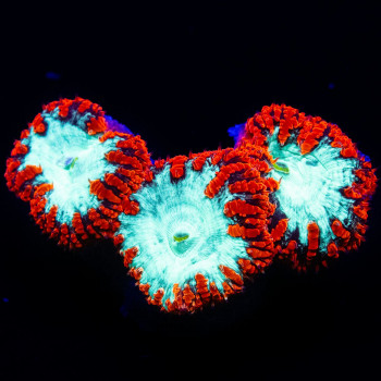 Blastomussa ultra grade red/toxic green 3 polyps