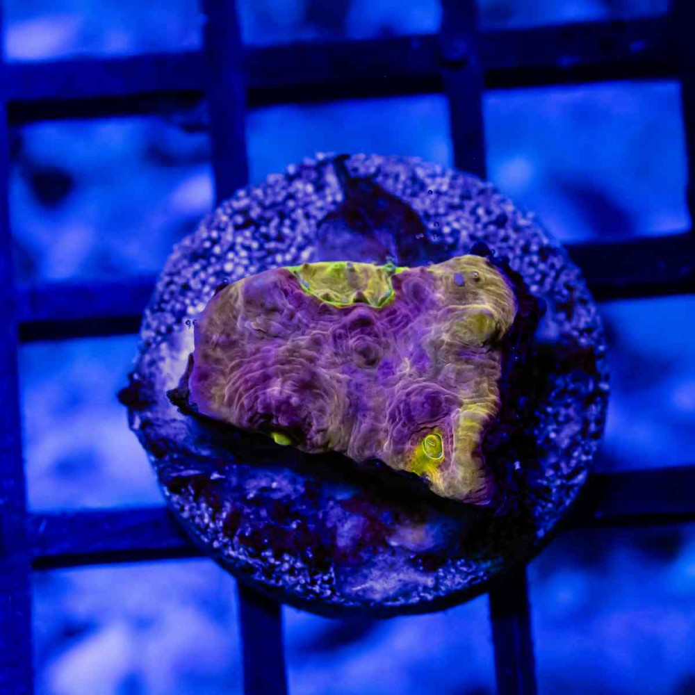 Pink Yellow Alien Eye Chalice Frag