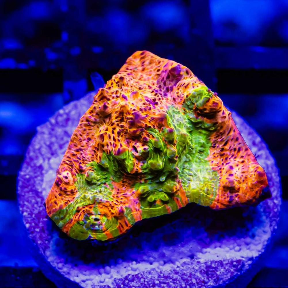 Golden Rainbow Chalice Frag