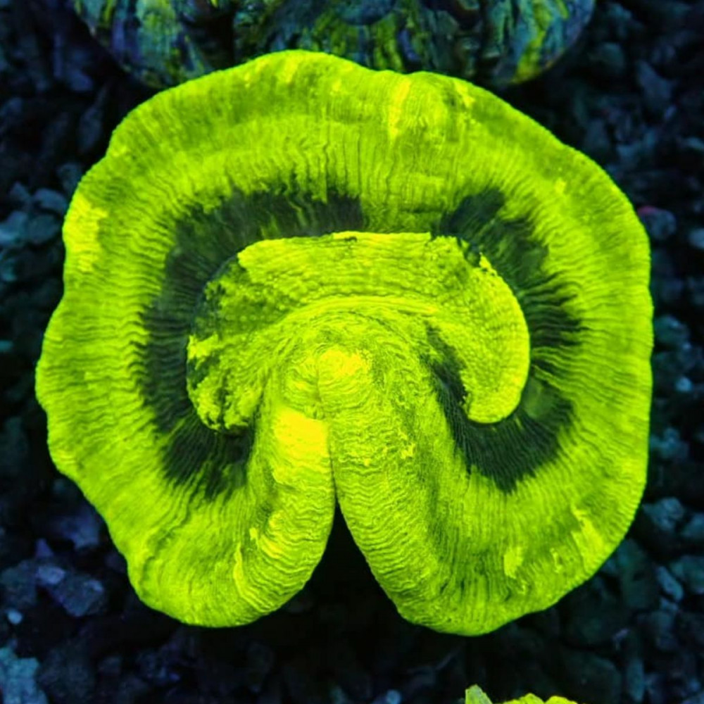 Trachyphyllia Super Ultra Green