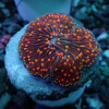 Fungia Smoldering Flame