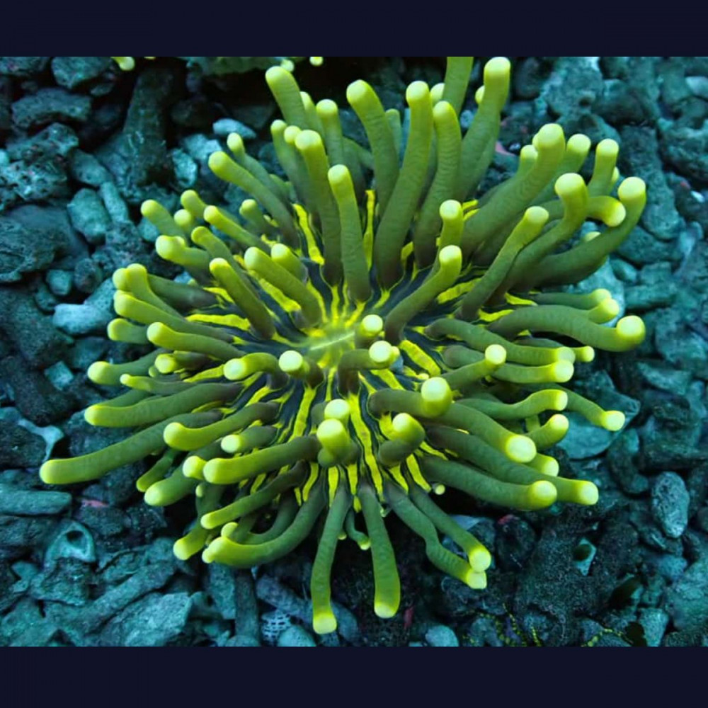  Heliofungia Ultra Green Yellow