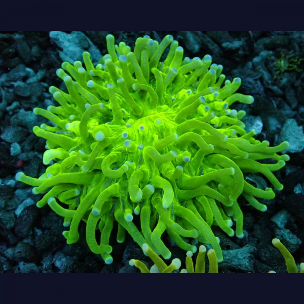  Heliofungia Ultra Green