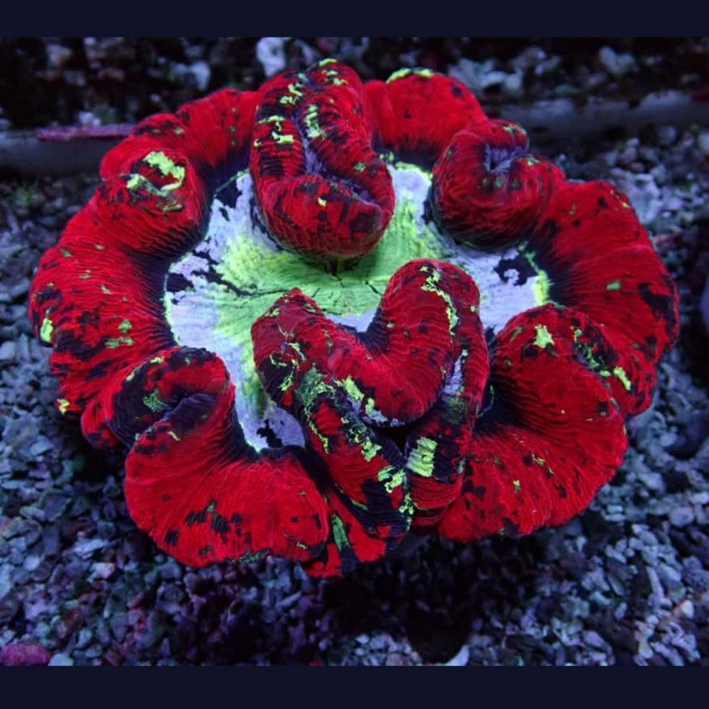  Wellsophyllia Ultra Red Сolored