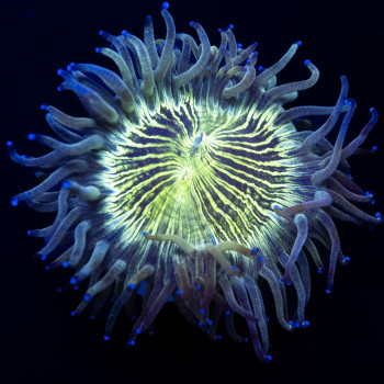 3x3 Ultra Bright Elegance Coral Tiny Size